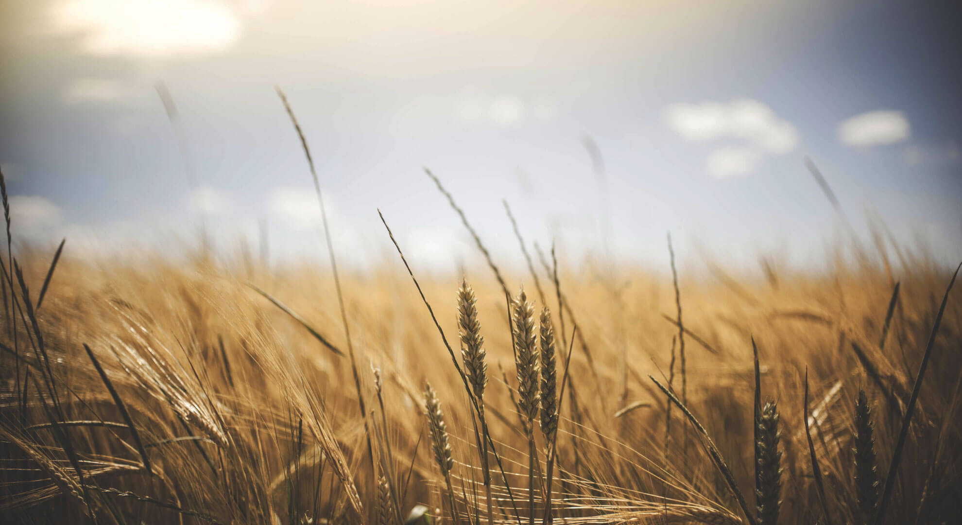 wheat field background image