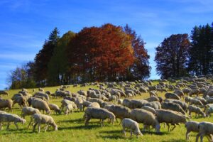 sheep